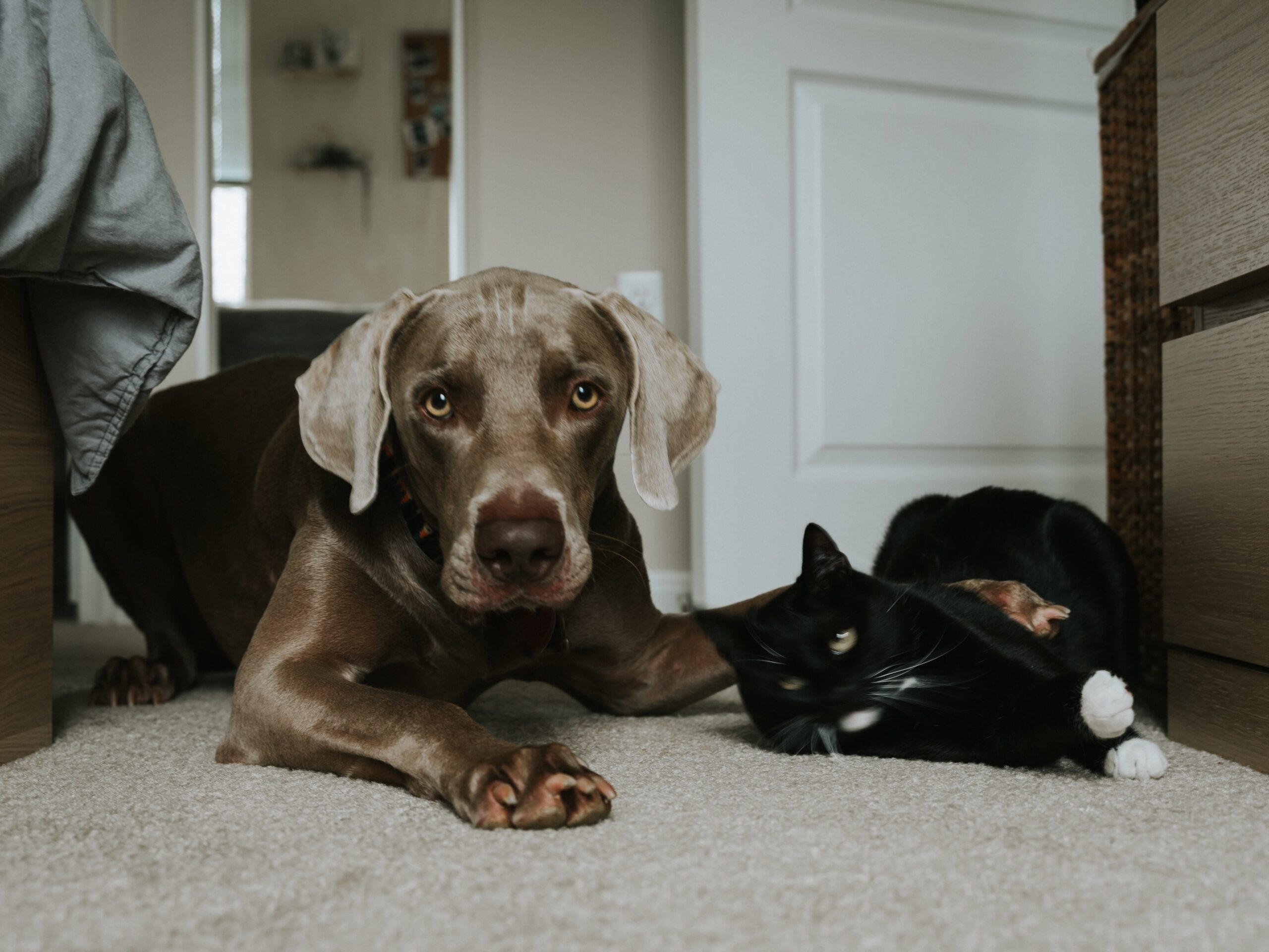 ABOUT US Tails of The Paws Au Inc.