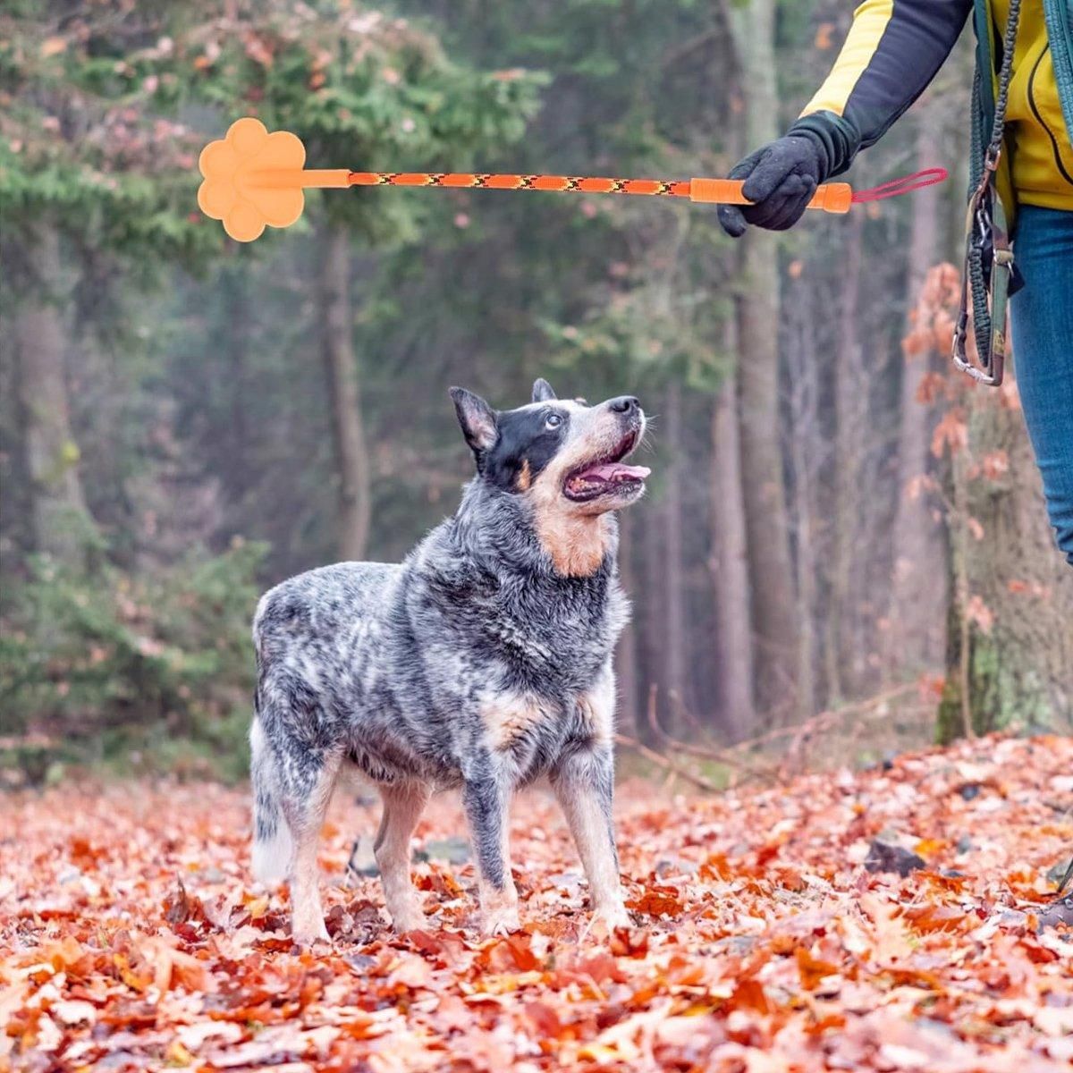 2pcs Dog Training Sticks for Dogs Pet Supplies Trainer Tools Canine Training - Orange - Image 9